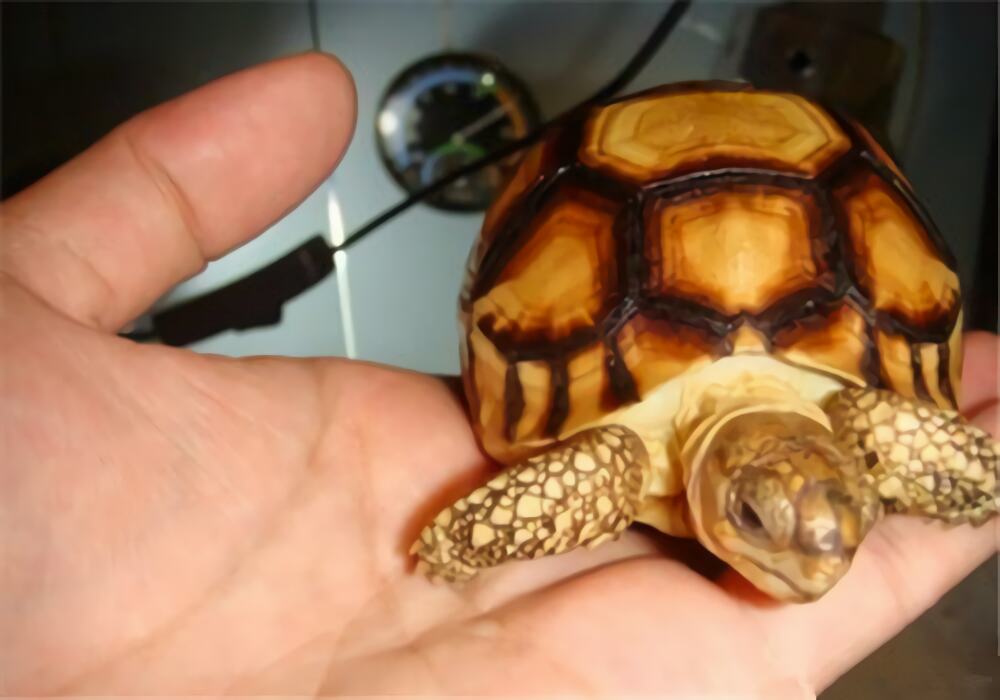 安哥洛卡陆龟身份信息