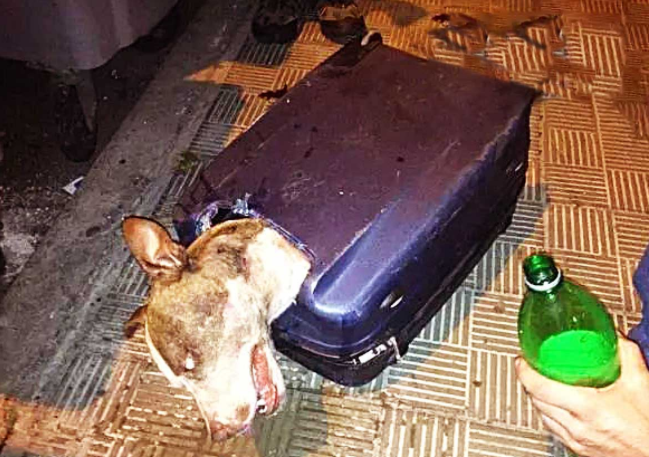 狗狗被人强行封进行李箱,当大爷撬开行李时,瞬间瞪大双眼!