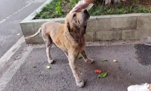 金毛犬,历经了多少磨难,才遇到一位愿意帮它的人!