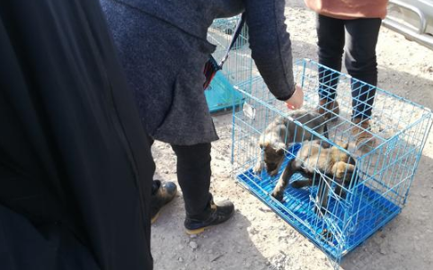 商贩售卖昆明犬还未价格,买主便表达“我统统要了!”