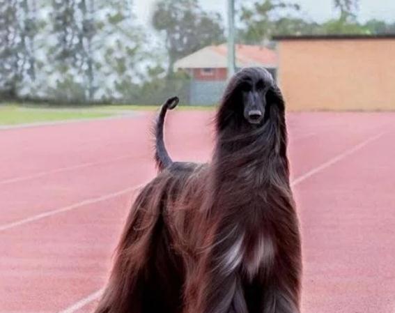 世界最美的狗狗,长相酷似“夜华君”,配一次种可以买一辆汽车