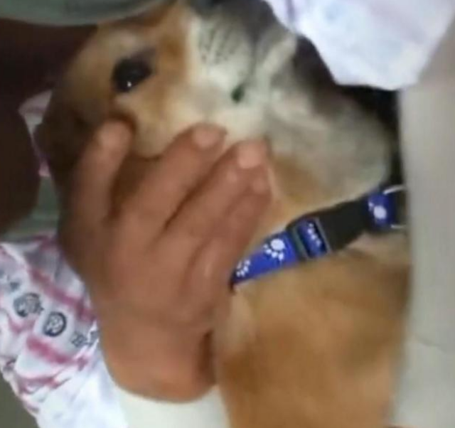 一场火灾让主人和狗狗分隔多日,狗狗不吃不喝等主人归来