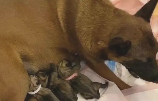哈士奇婚娶马犬竟遭网友催更:快使我们看一下它俩子孙后代长啥样