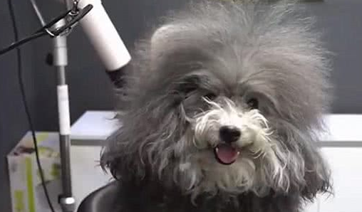 带毛发杂乱的流浪狗修剪造型，看到狗狗的真面目后，铲屎官愣住了