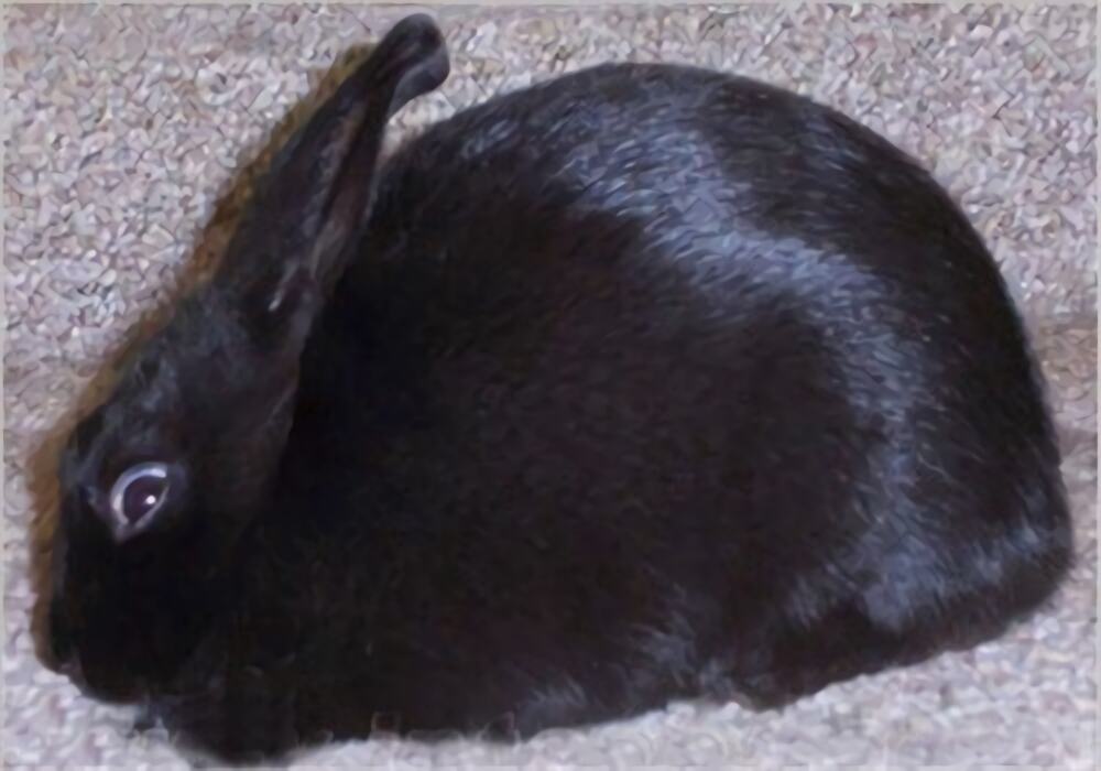 磨光兔身份信息