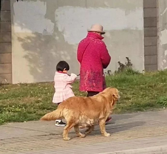 偶遇一位奶奶牵孙女遛狗,可仔细看了下,奶奶是不是牵错了?