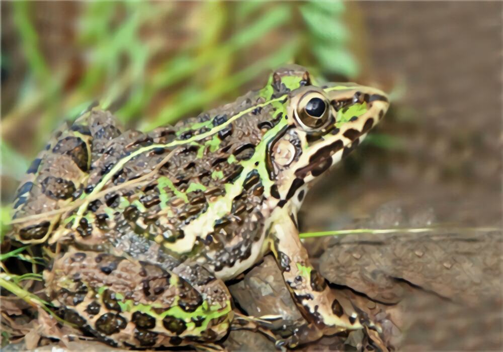 虎纹蛙身份信息