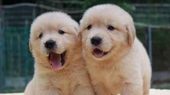 金毛生了一窝小奶狗，主人看了无奈，哪位狗崽子的父亲