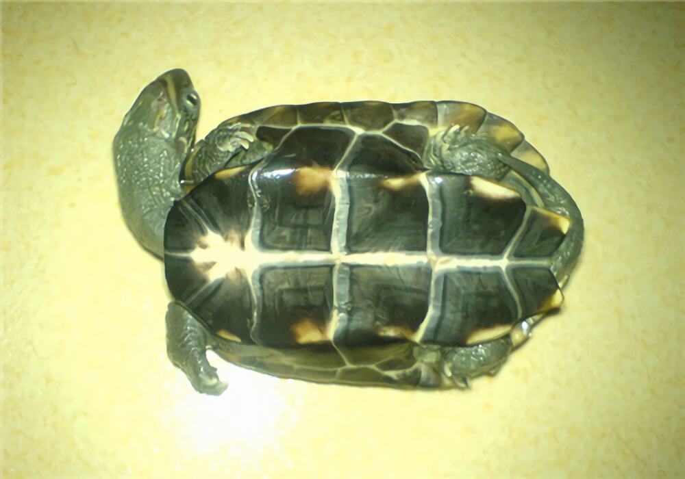 中华草龟身份信息