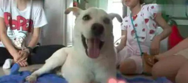 狗狗有间总不回只是坐着地下停车场里，专家建议它有心理障碍，缘故很辛酸