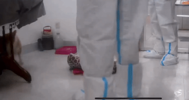 “隔离宠物狗被扑杀”,别拿别人的宠物当畜生