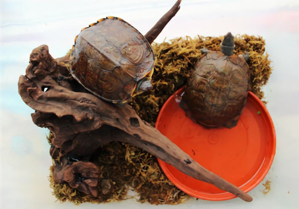 洪都拉斯木纹龟身份信息