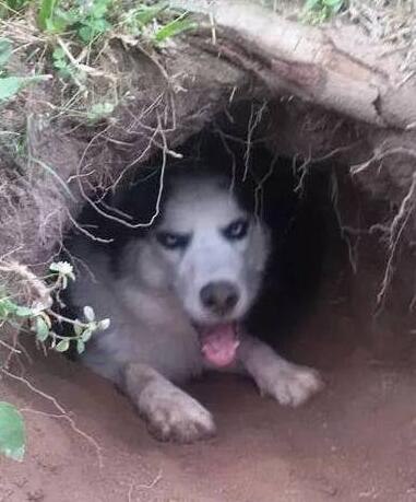 主人用土坑搭建狗窝,二哈一脸嘚瑟乐坏了