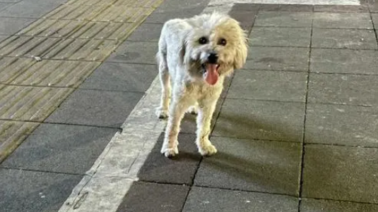 杭州23岁小伙因狂犬病发离世,一个月前曾被流浪狗咬伤