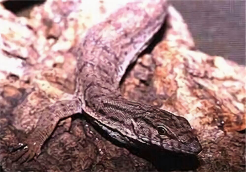 相思树巨蜥身份信息