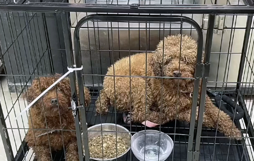 主人搬家把2只狗遗弃,狗狗守着行李不愿离开,它们还在等主人