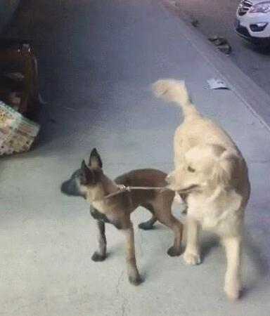 主人让金毛去照看马犬,金毛一脸不愿意,马犬:咋地,委屈你啦?