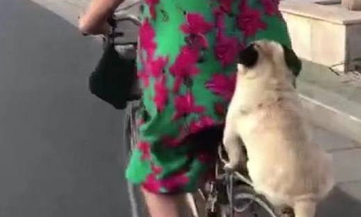 你家狗狗喜欢坐在自行车吗?这只巴哥犬表现萌炸了!