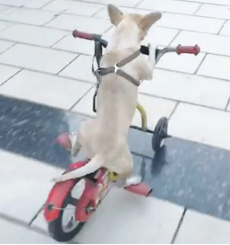 狗狗在城市广场踩单车,踩更新姿态,差一点要交通事故!