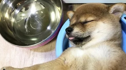 小柴犬吃饱后直接在自己的饭盆里睡着了,小模样萌炸了.....