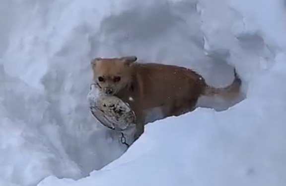 狗在盆在!狗窝被埋,主人铲雪瞬间被逗乐