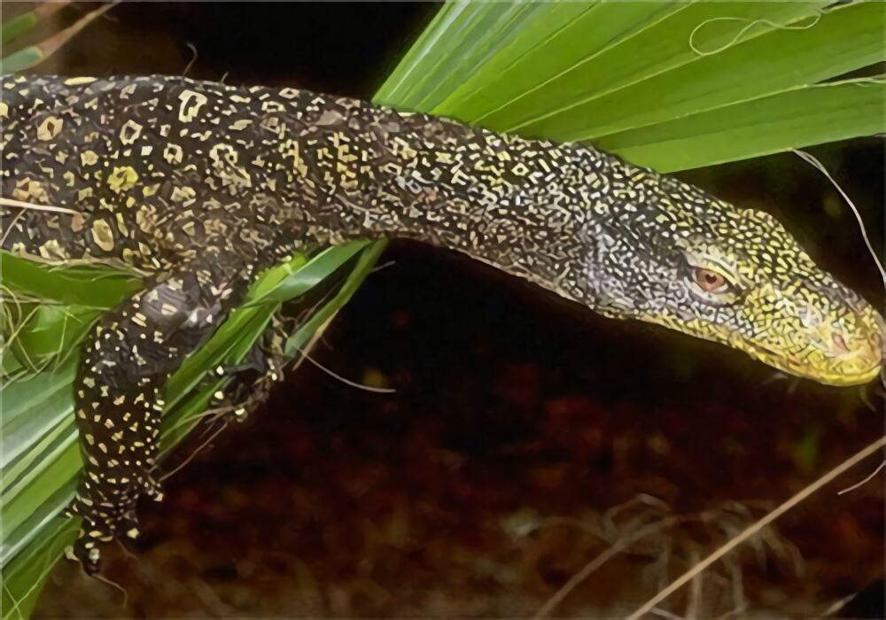 萨氏巨蜥身份信息