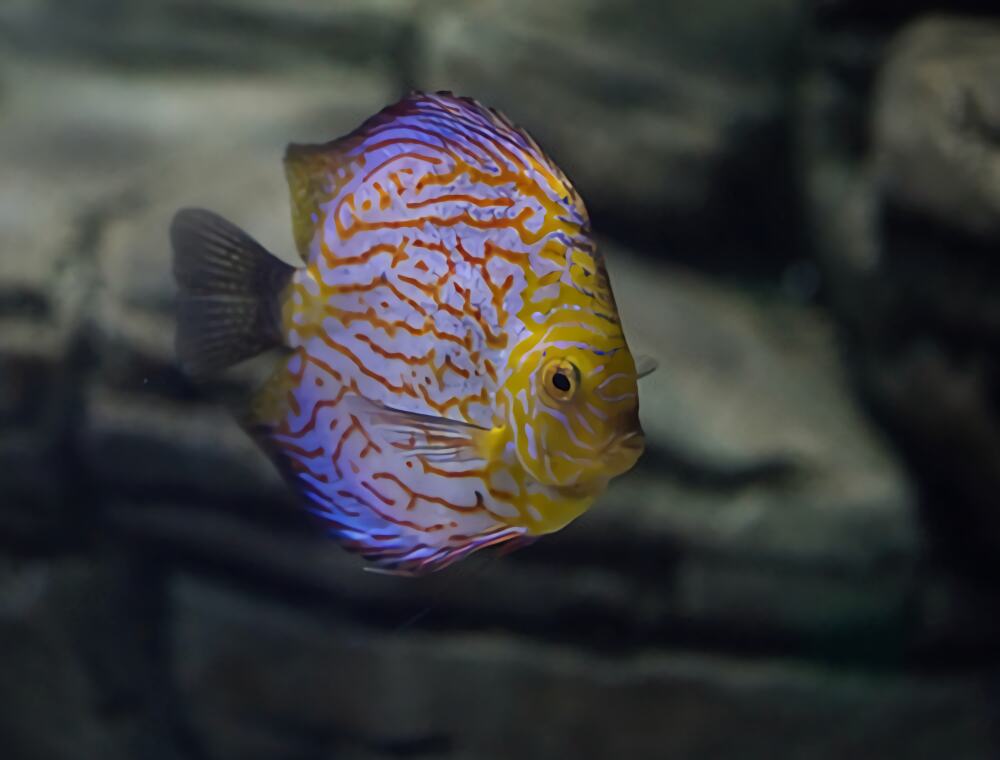 七彩神仙鱼身份信息