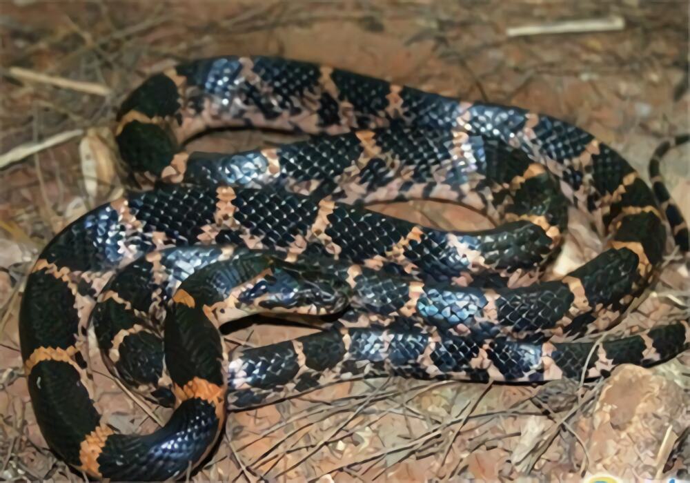 粉链蛇身份信息