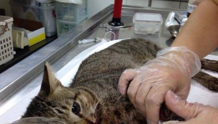 北市连见狗咬猫 惊爆大群猎犬