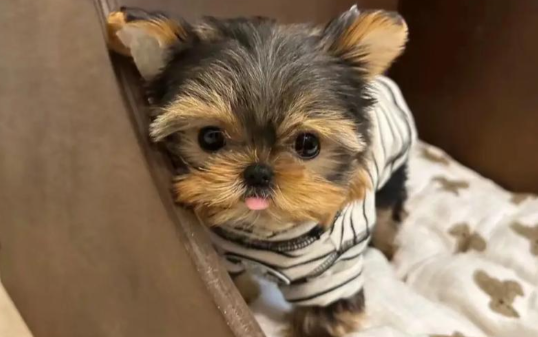 钛合金假肢让残疾小狗重获新生，科技果然能带来温暖