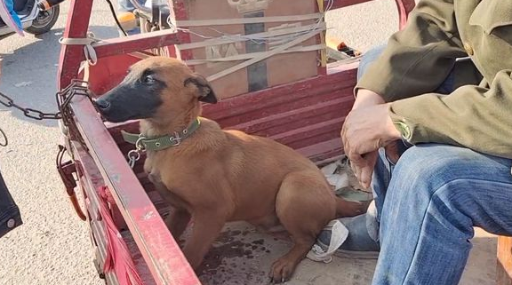 马犬不愿和主人分开,只能不停握手