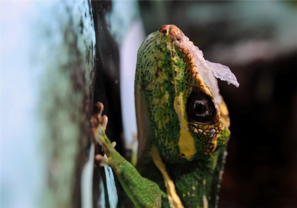 古巴变色蜥身份信息