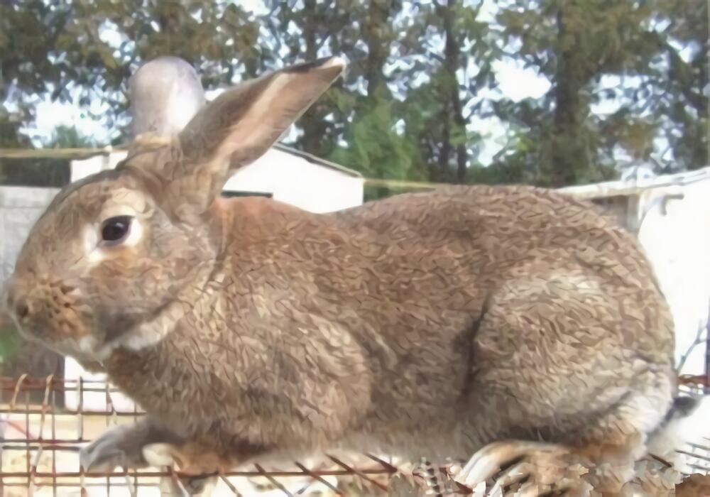 塞北兔身份信息