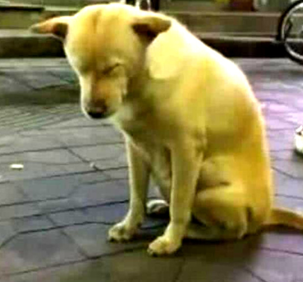 狗狗陪主人夜市街摆摊,见到它的气势过路人笑坏,简直刁难狗狗了