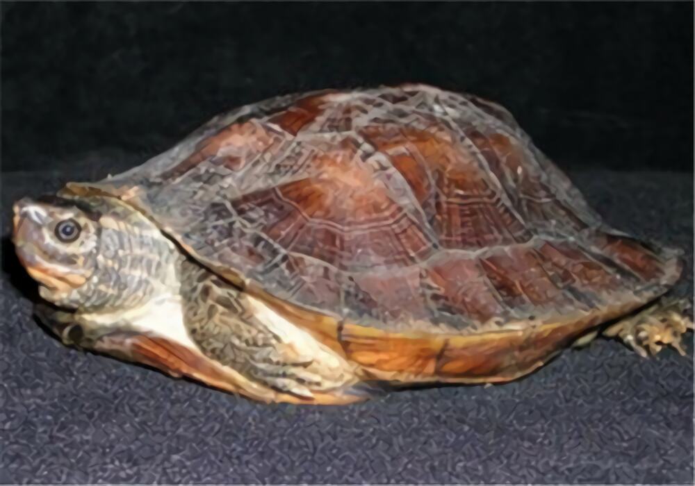 条颈摄龟身份信息