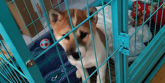 柴犬被关进笼子里，它一脸憋屈的看见网友，狗：帮帮我吧！