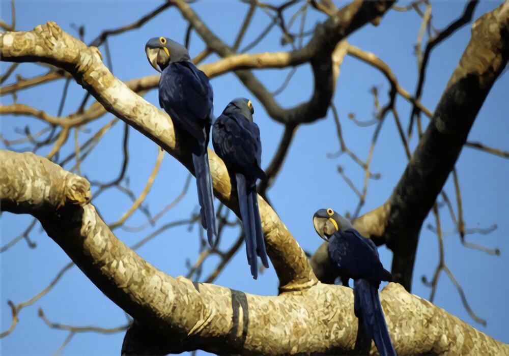 紫蓝金刚鹦鹉身份信息