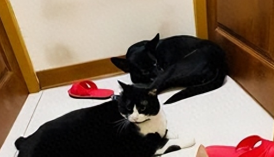 捡了只小奶猫让狗子带,没想到这货长大后居然比狗还大只!
