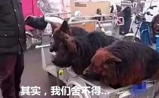 男子拉三只狼狗在集市出售,刚想上前大骂,男子:其实我也不舍