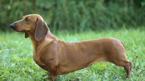 如何管理好腊肠犬
