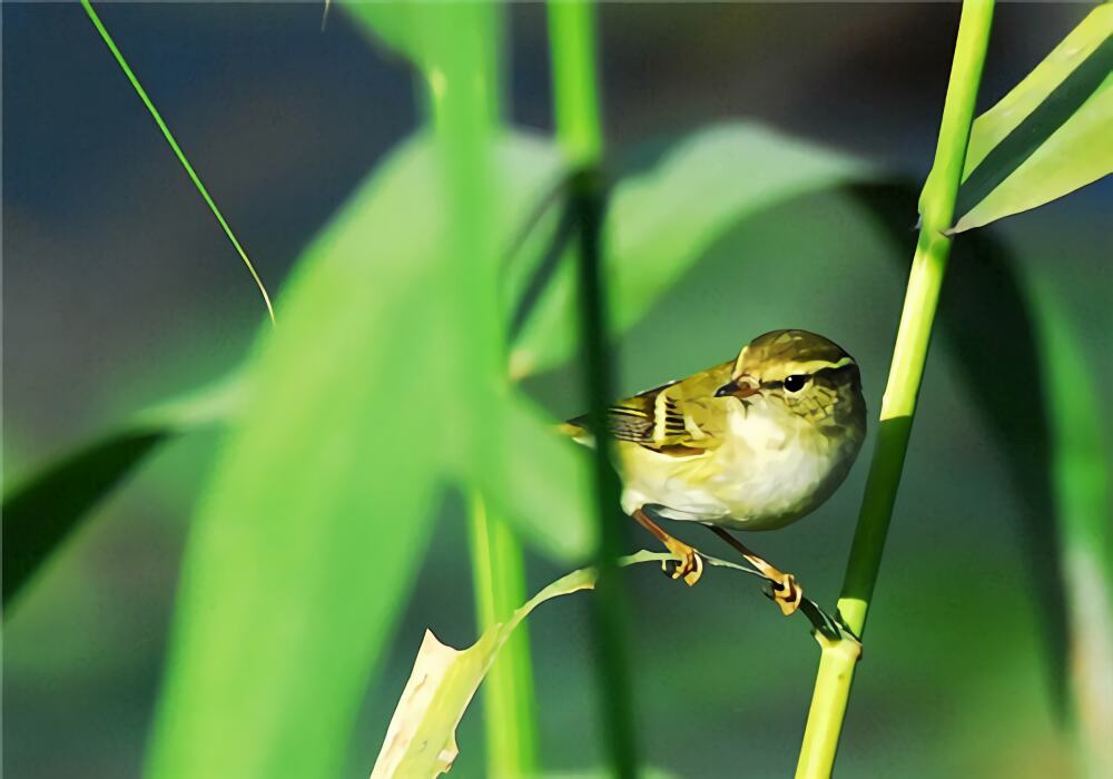 黄眉柳莺身份信息