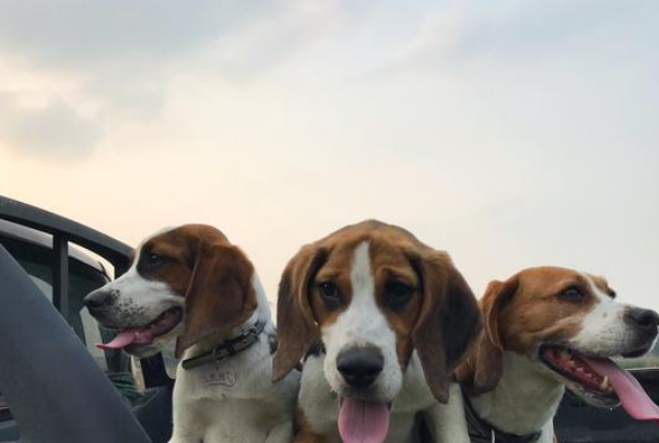 狗狗玩得正嗨,突然蔫儿了,脸也肿得像猪头,狗狗:我被蛇亲了