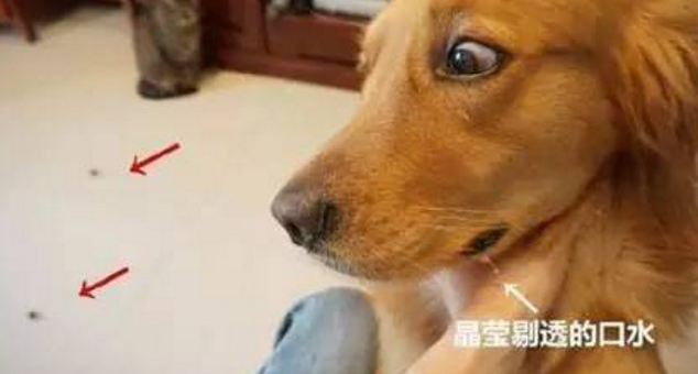 铲屎官竟那样欺压金毛,竟然当狗狗面吃了牛肉干,金毛:没有那样欺压狗的