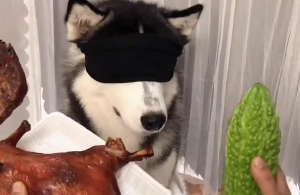 主人让三只小狗蒙眼选食材,二哈竟挑选吃苦瓜,口感果真很奇怪
