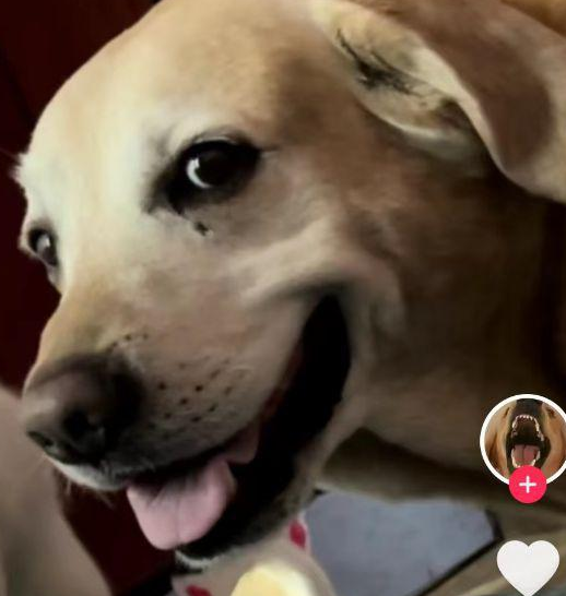 400W粉网红狗八一病逝,生前眼神真好刀