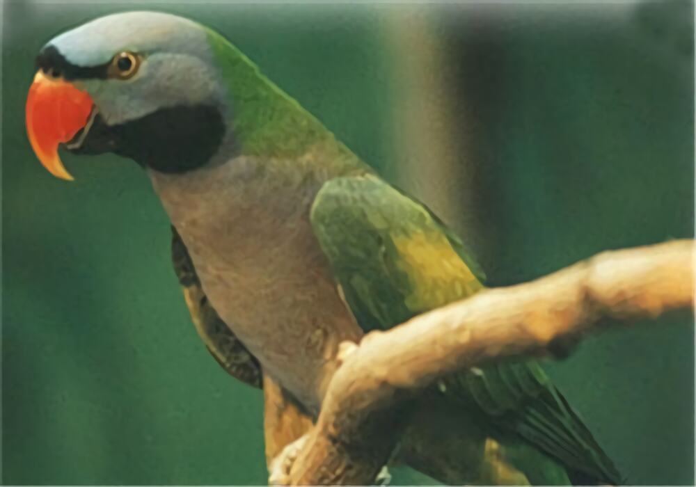 大绯胸鹦鹉身份信息