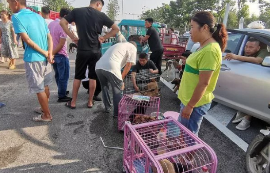 农村狗市价格便宜,河南客户整车采购:买狗方式与众不同