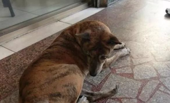 忠心虎斑犬被遗弃四年,从未离开过原地,被领养也不忘旧主人