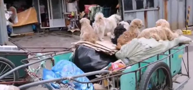 5只流浪狗,每天陪“大叔”收废品,只要出门就不离不弃