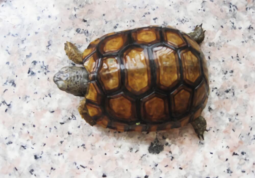 伯格海角陆龟身份信息